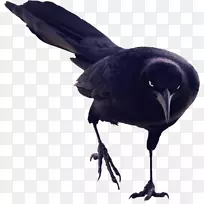 新加里东乌鸦鸟