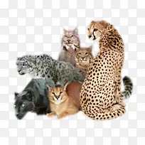 非洲野猫美洲狮科猫科豹-猫