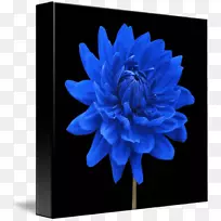 蓝色大丽花花卉设计植物-花