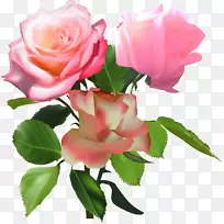 花园玫瑰、蜈蚣玫瑰、纪念玫瑰花、花缎、玫瑰花