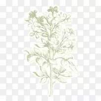 嫩叶植物茎叶