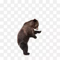 灰熊堪察加棕熊摄影科迪亚克熊