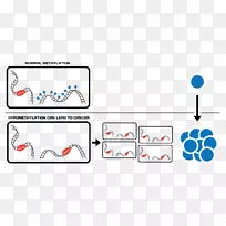 球形病原体表观遗传学DNA甲基化基因表达CRISPR-癌细胞