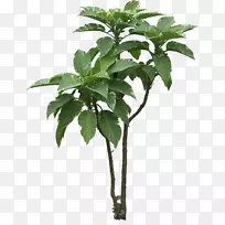 乔木植物槟榔科-欧式花卉藤本植物
