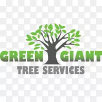 绿色巨树服务修剪树干防风建筑树