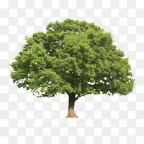 柯林斯宝石树，柯林斯冬季乡村指南，柯林斯树指南，英国和欧洲树木绿色指南