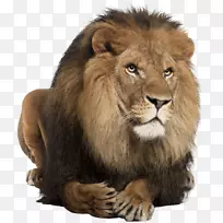 狮头兔东非狮子猫科白狮吼叫
