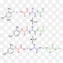 1-氟-2，4-二硝基苯蛋白测序试剂丹西氯肽