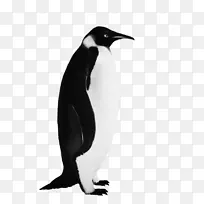 帝企鹅鸟夹艺术-企鹅