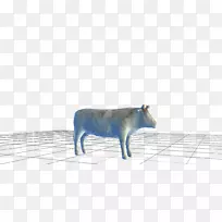 牛-野生动物鼻子