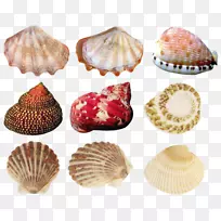 牡蛎海螺概念-海贝壳