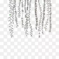 涂鸦埃尔斯沃思凯利：植物图纸藤本植物