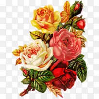 花园玫瑰，蜈蚣玫瑰，花卉剪贴画