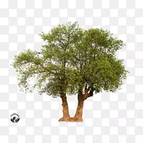 橡树树枝广告树
