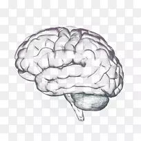 认为人脑认知科学