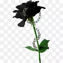 黑玫瑰种子百合花
