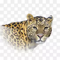 豹美洲虎狮子豹