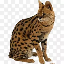 豹猫长颈鹿草原猫豹