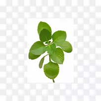 牛至草本植物墨西哥薄荷叶百里香叶