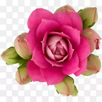 花园玫瑰花纸粉红色花