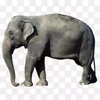 非洲灌木象亚洲象桌面壁纸非洲森林象