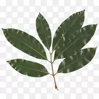 荔枝叶皂甙科计算机软件-叶