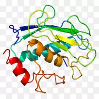 基质金属蛋白酶mmp8胶原酶辣根过氧化物酶