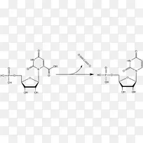 奥罗替丁5‘-磷酸脱羧酶奥罗替丁5’-单磷酸脱羧尿苷一磷酸核糖5-磷酸