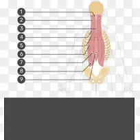 腰方肌髂长肌起源及插入