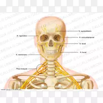 头颈解剖人骨骼头骨