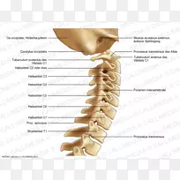 骨、颈椎、脊柱、腰椎解剖