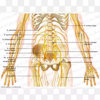 骨盆、腹部、臀部肌肉