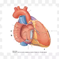 终末嵴心房心胸肌下腔静脉-心脏