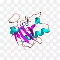 牛胰核糖核酸酶外显子复合体