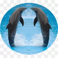 普通宽吻海豚桌面壁纸海豚
