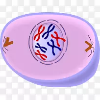 前期细胞分裂有丝分裂细胞周期中期