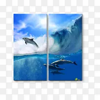 普通宽吻海豚桌面壁纸-海豚