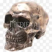 头骨-人骨骼树脂雕像-头骨