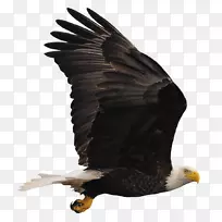 秃鹰秃鹰