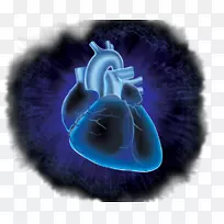 循环系统心血管研究心脏桌面壁纸心血管疾病-心脏