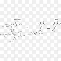 组蛋白乙酰化和去乙酰化组蛋白甲基化