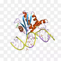 核糖核酸酶hrnaseh1内切酶-酶