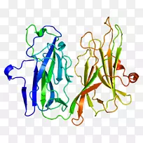 肽酰甘氨酸α-胺基化单加氧酶肽甘氨酸单加氧酶蛋白