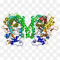CYP2C8细胞色素P 450细胞色素c氧化酶基因CYP2C9