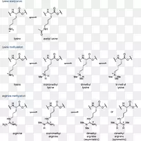 组蛋白乙酰化和去乙酰化组蛋白甲基化