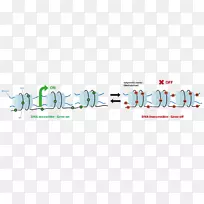 表观遗传学DNA甲基化组蛋白