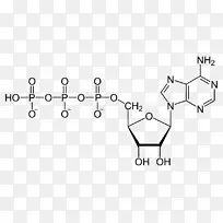 三磷酸腺苷生物