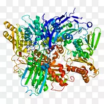 黄嘌呤脱氢酶黄嘌呤氧化酶蛋白