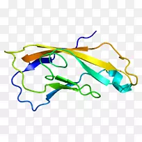 cdh 2钙粘蛋白α-甲胎蛋白基因