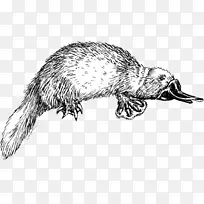 佩里，鸭嘴兽画的菲尼亚斯弗林线艺术-浣熊